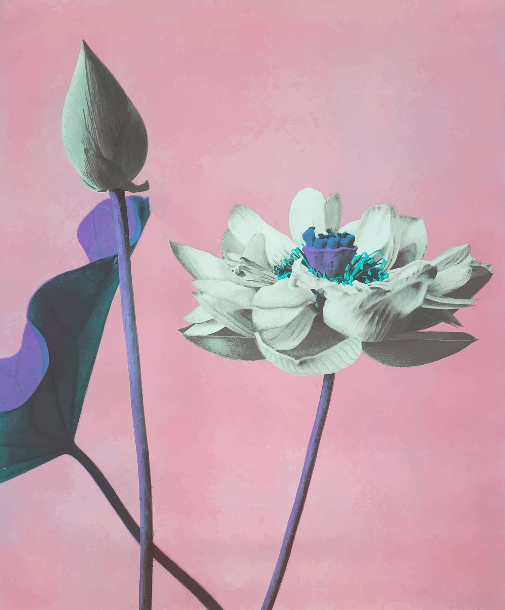 Lotus flowers vintage vector artwork, remix from original photography by Ogawa Kazumasa.