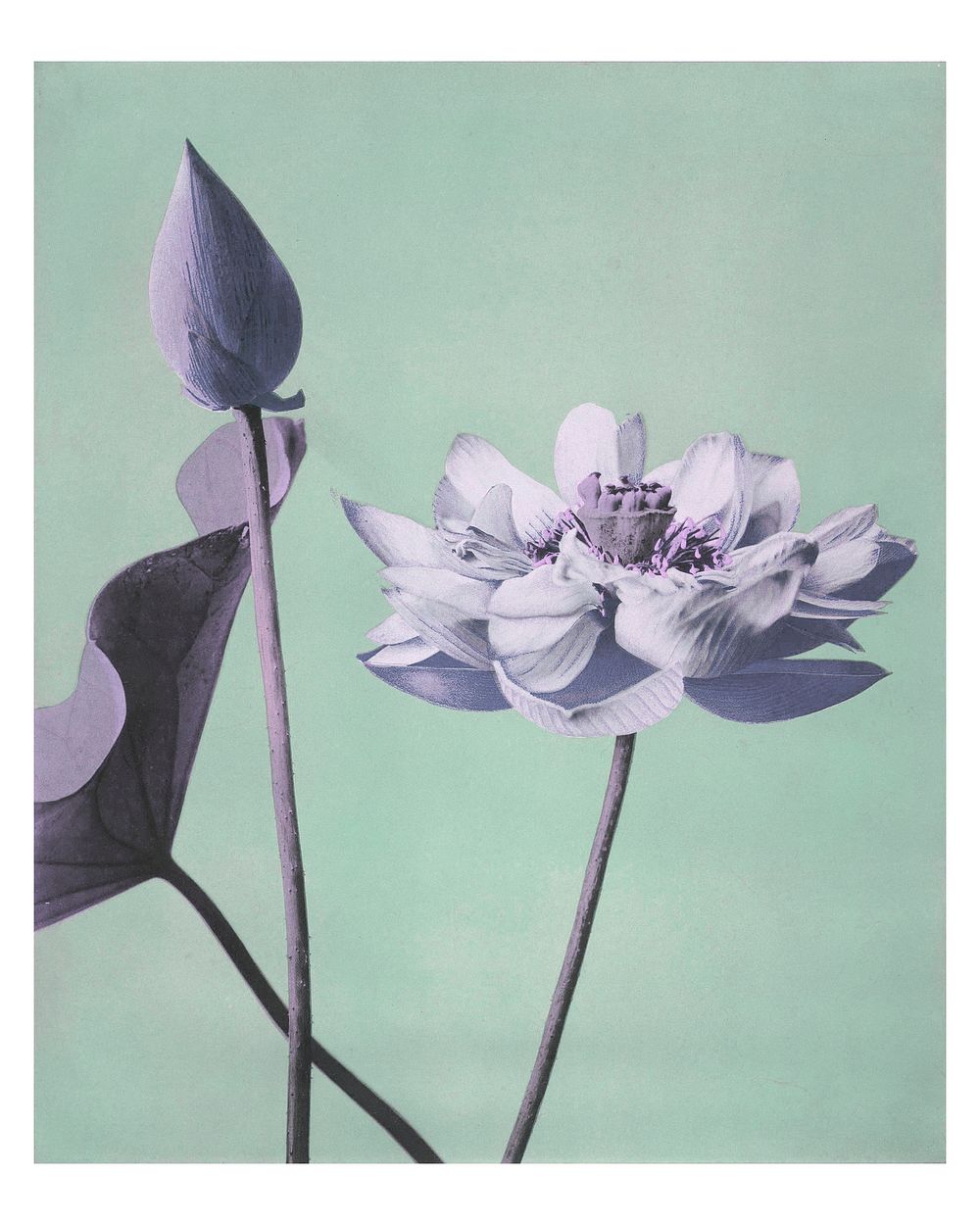 Purple lotus flowers artwork vintage wall art print and poster design remix from original photography by Ogawa Kazumasa.