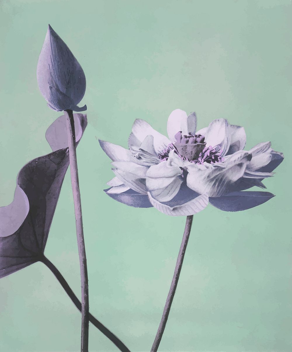 Lotus flowers vintage illustration vector, remix from original painting by Ogawa Kazumasa.