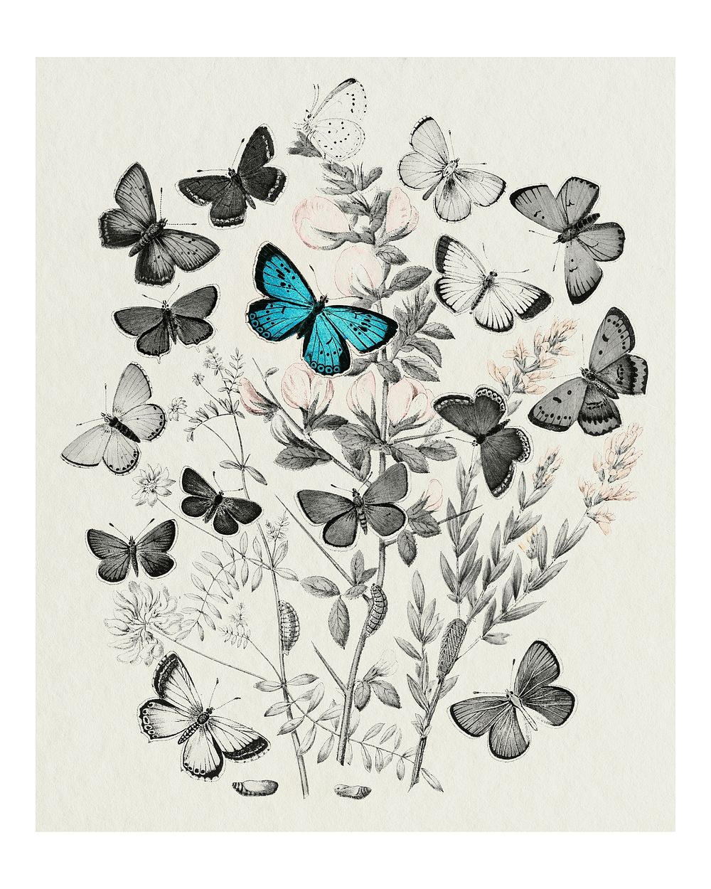 Butterflies and moths fluttering over flowers vintage illustration wall art print and poster design remix from original…