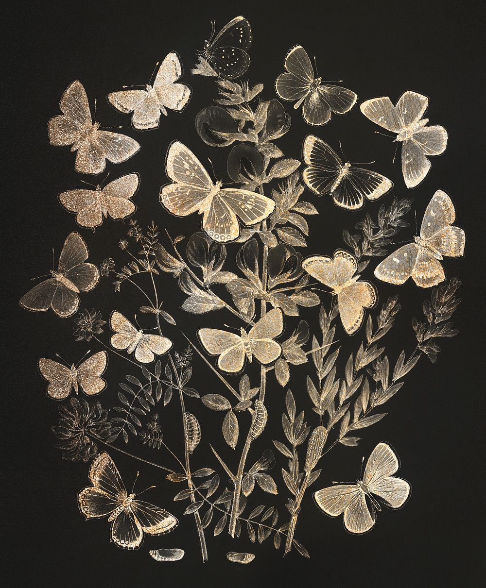 Butterflies and moths fluttering over flowers vintage illustration, remix from original artwork.