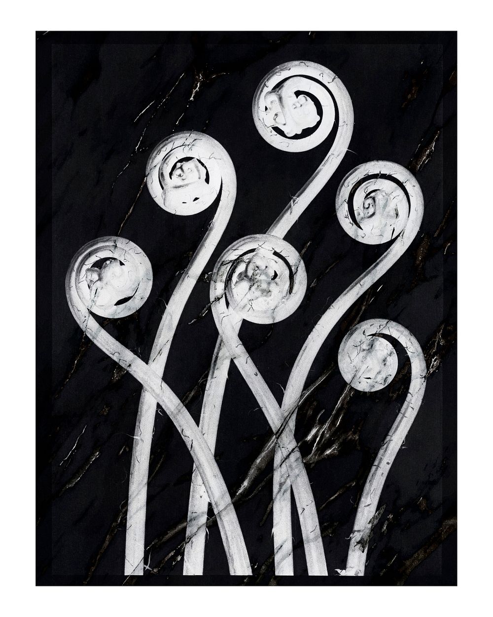 Maidenhair fern vintage wall art | Premium Photo - rawpixel