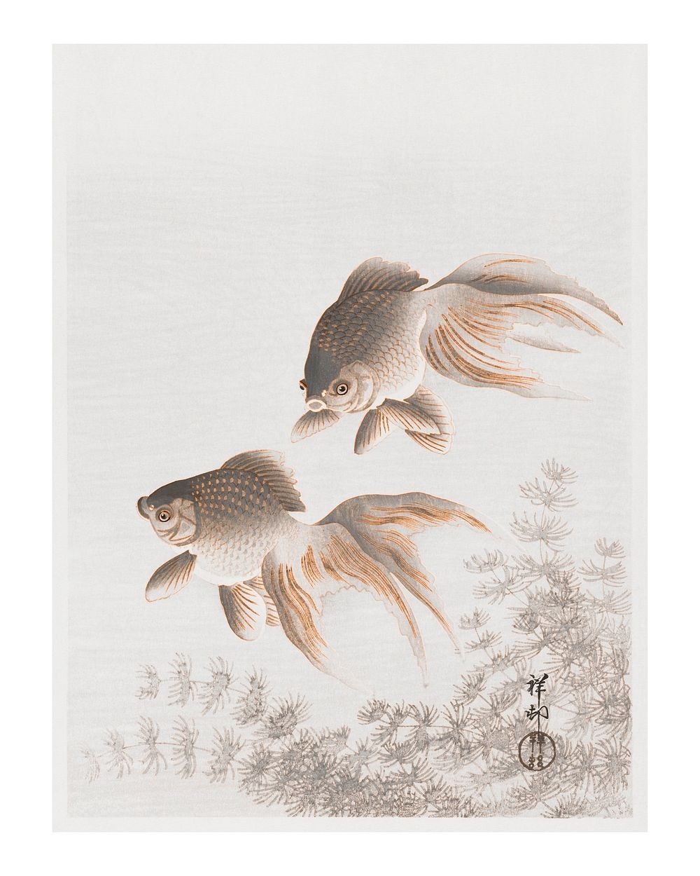 Veiltail goldfish vintage illustration wall art print and poster design remix from original artwork.