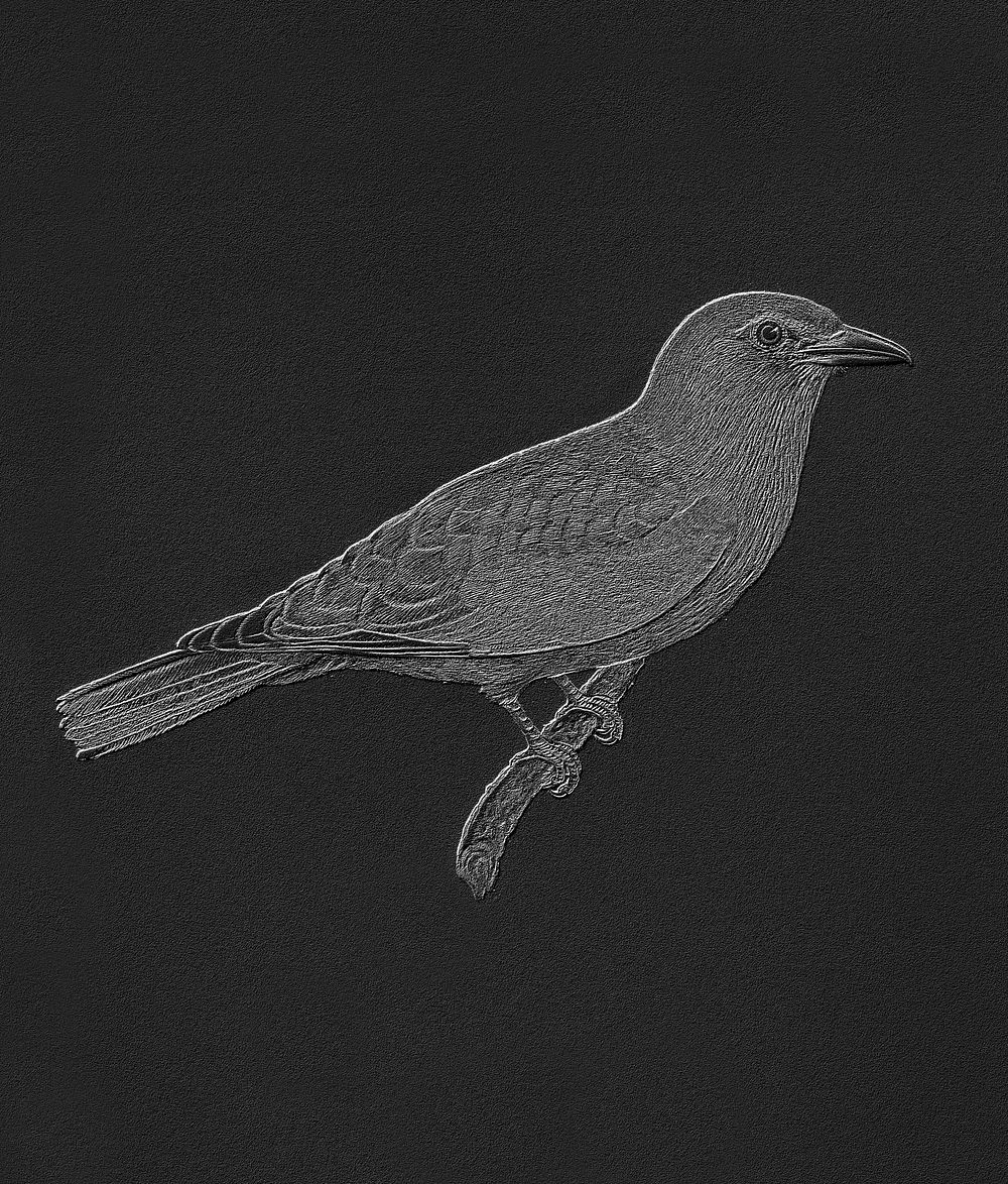 European roller bird vintage illustration, remix from original artwork.