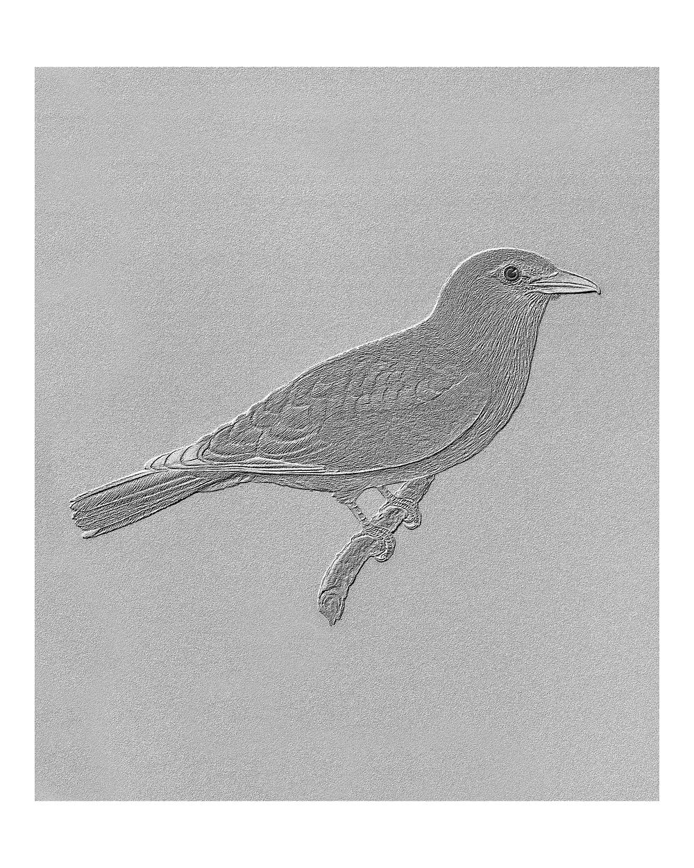European roller bird vintage illustration wall art print and poster design remix from original artwork.