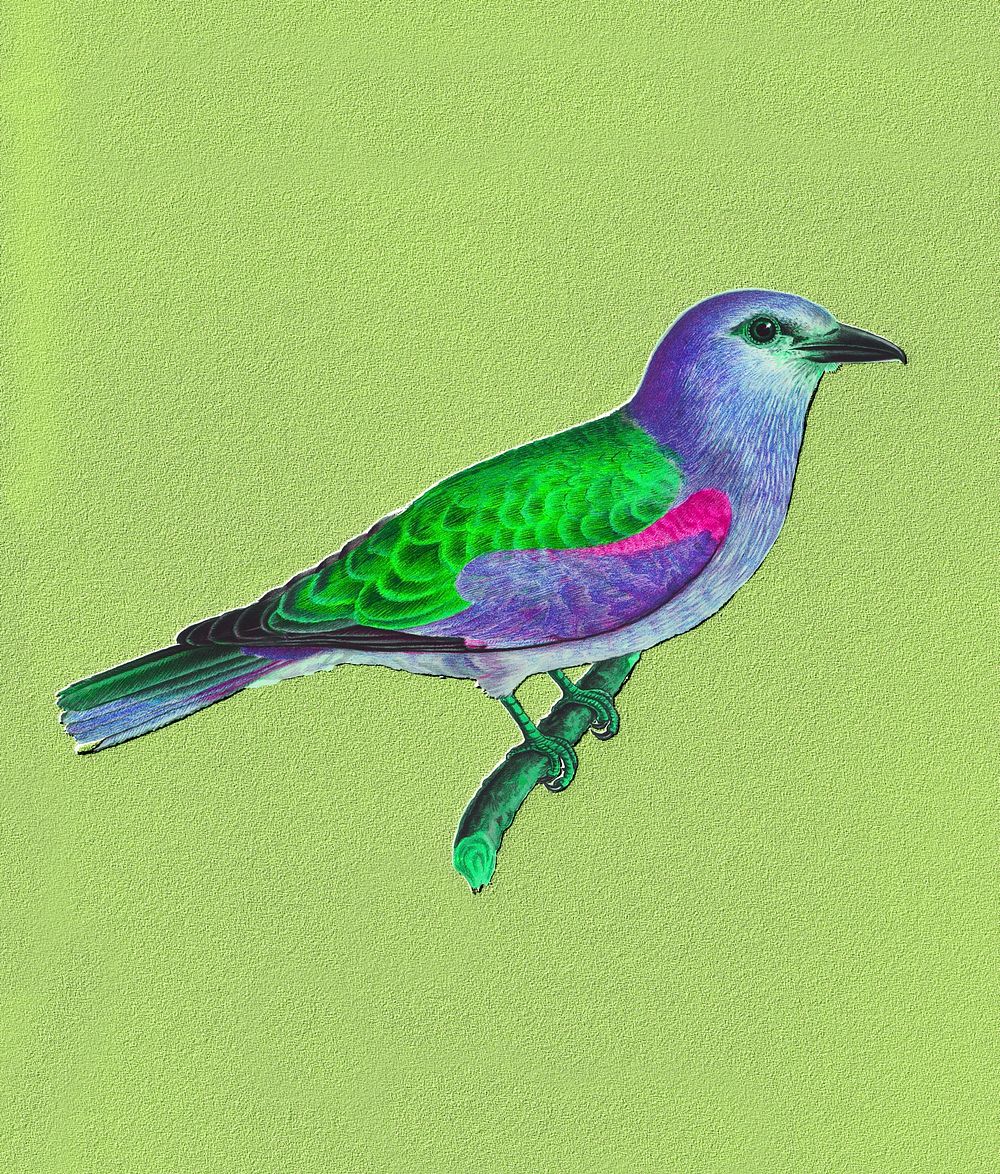 European roller bird vintage illustration, remix from original artwork.