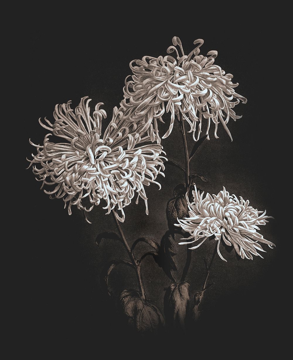 Three white chrysanthemums vintage illustration artwork, remix from orginal photography.
