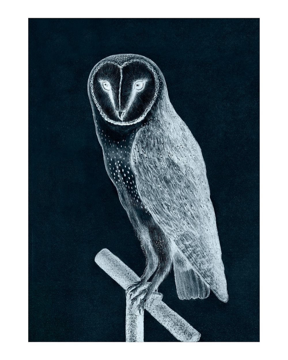 Barn owl with negative effect vintage illustration wall art print and poster design remix from original artwork.