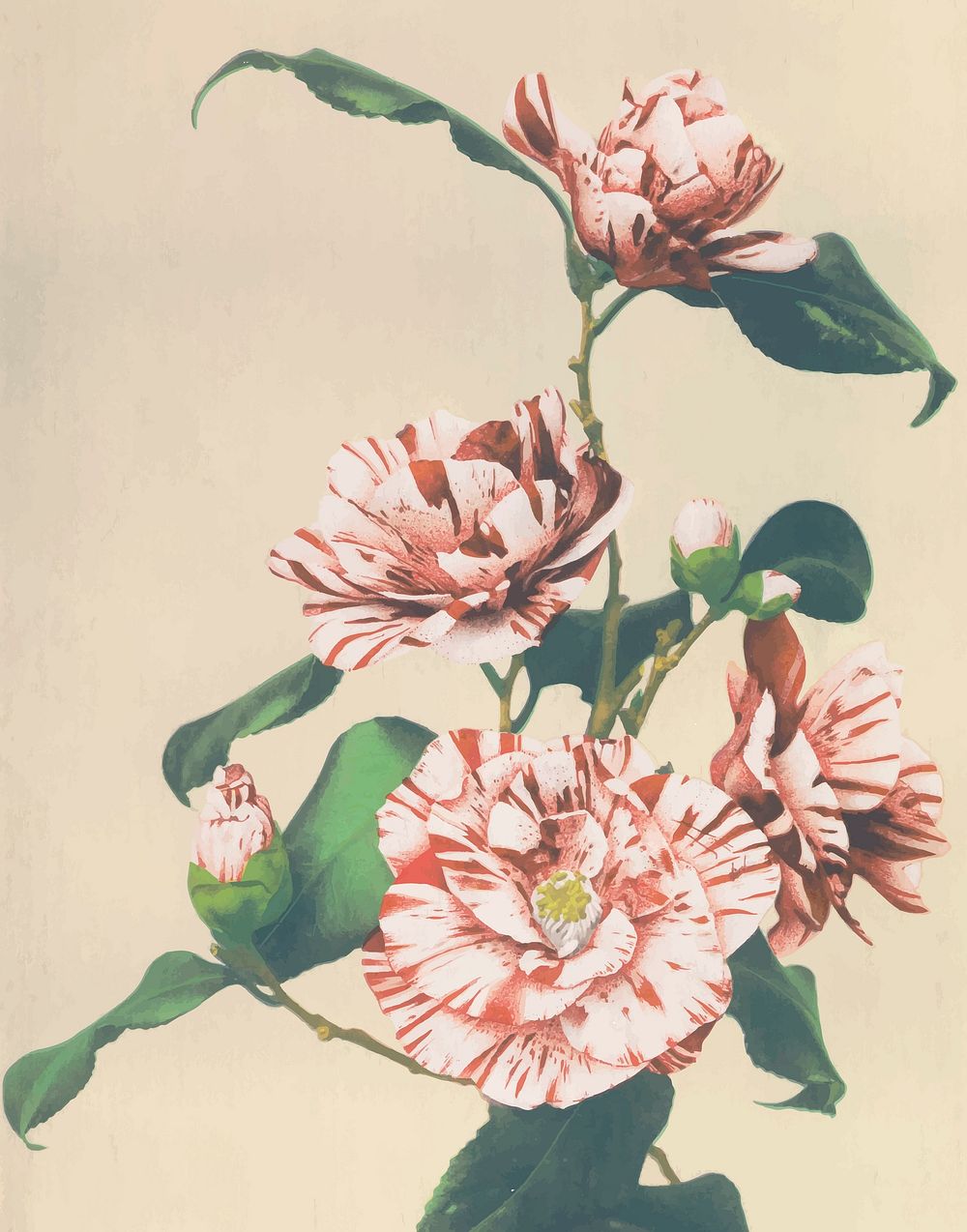Striped Camellias vintage vector artwork, remix from orginal photography.