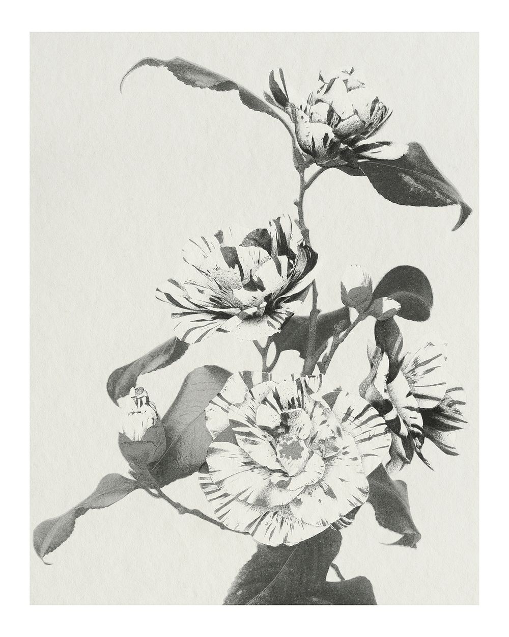 Striped Camellias grayscale vintage illustration artwork, remix from orginal photography.