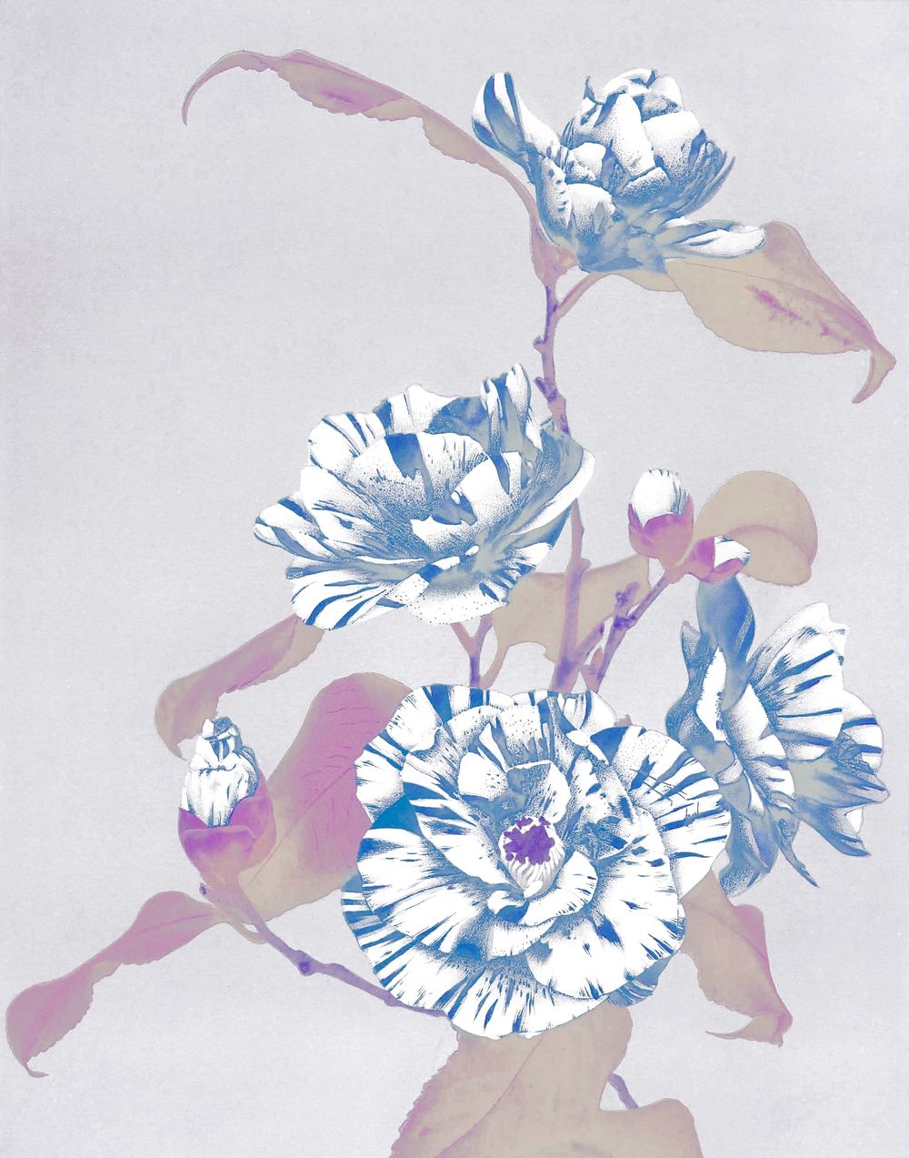 Striped Camellias negative effect vintage illustration artwork, remix from orginal photography.