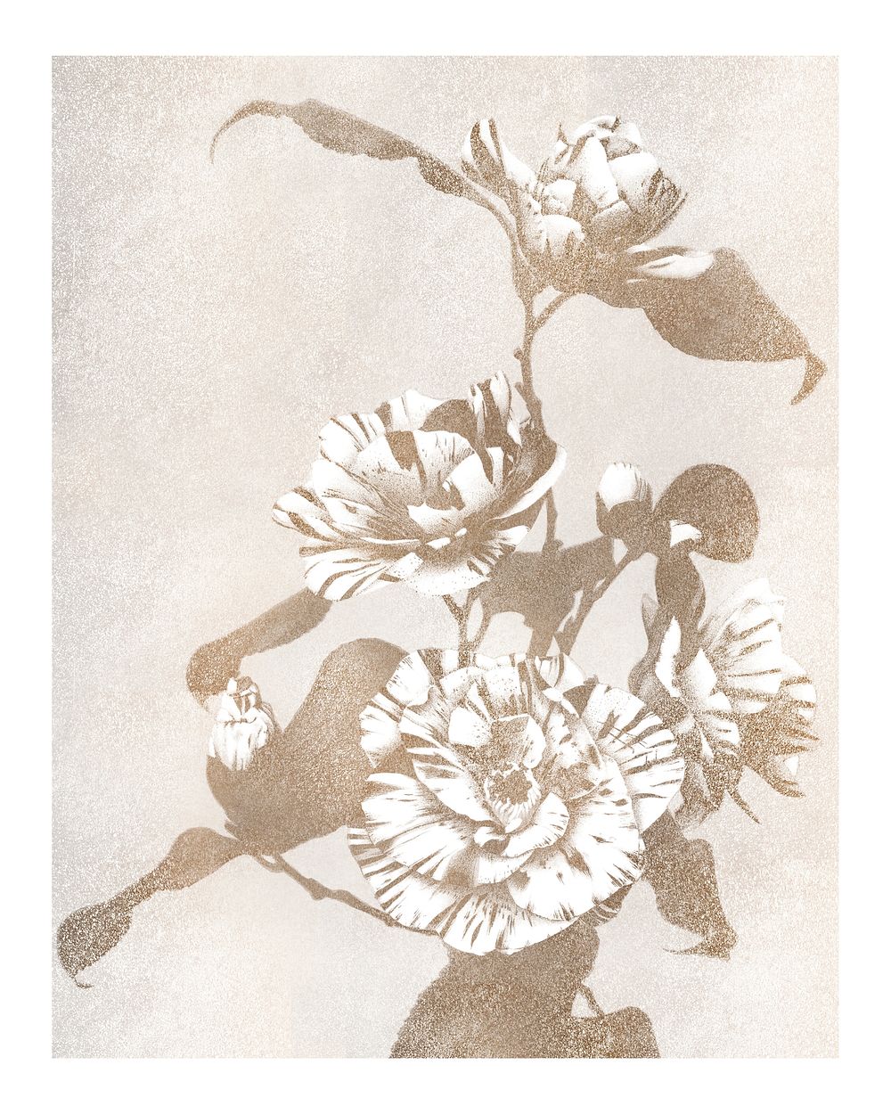 Sepia striped Camellias vintage illustration artwork, remix from original photography.