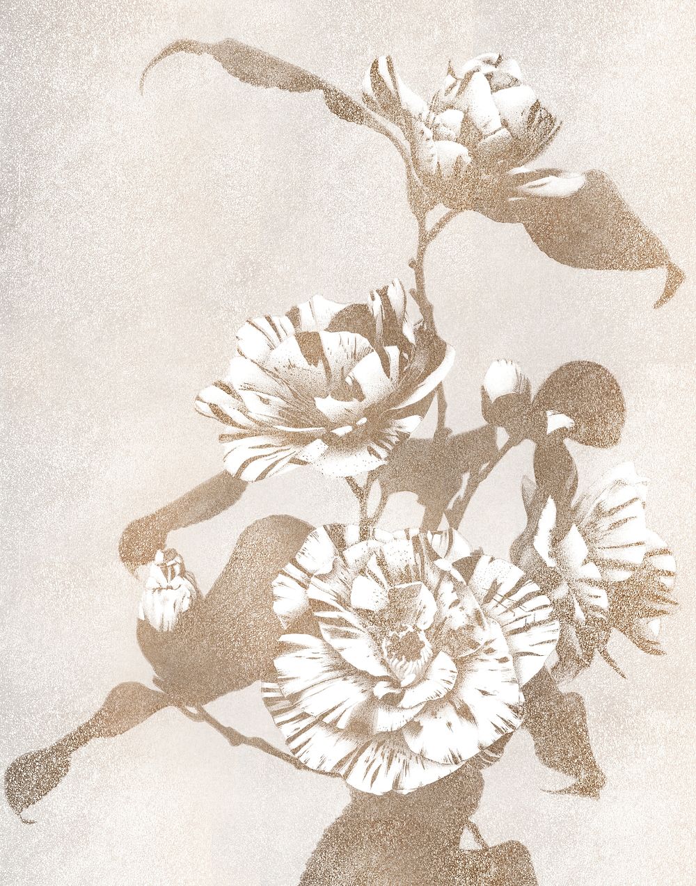 Sepia striped Camellias vintage illustration artwork, remix from orginal photography.