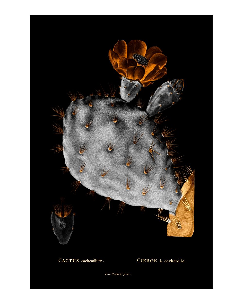 Negative effect prickly pear cactus vintage illustration, remix from original artwork.