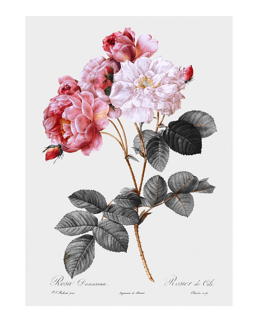 Vintage pink damask rose illustration wall art print and poster design remix from original artwork.