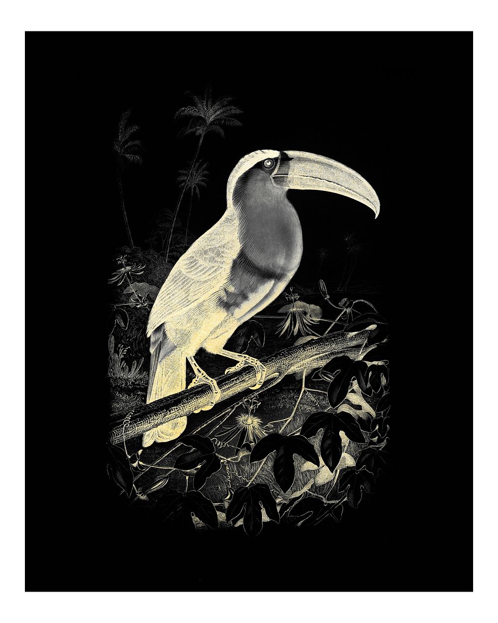 Negative effect Toucan (Ramphastos) vintage illustration, remix from original artwork.