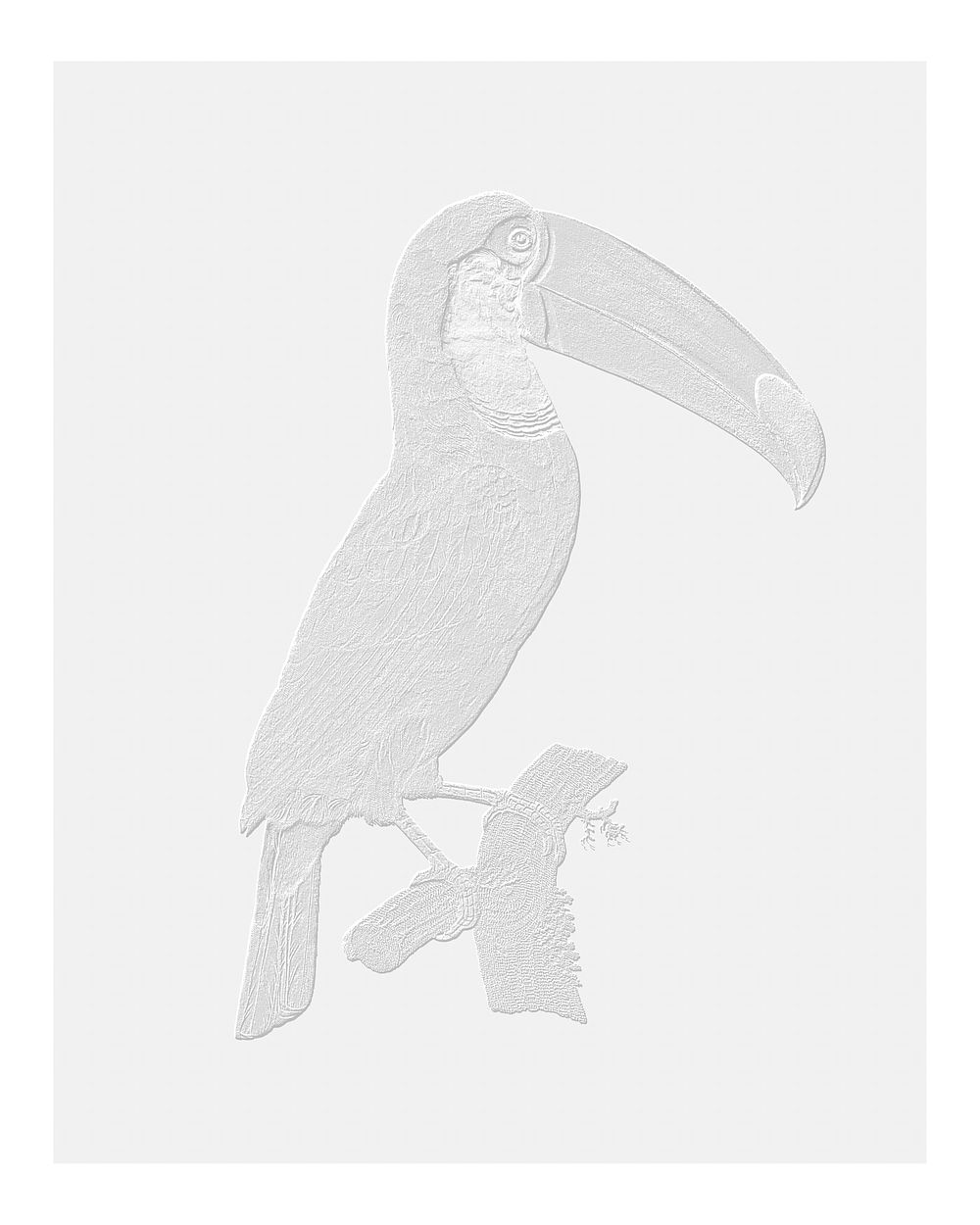 Vintage Toco toucan illustration wall art print and poster design remix from original artwork.