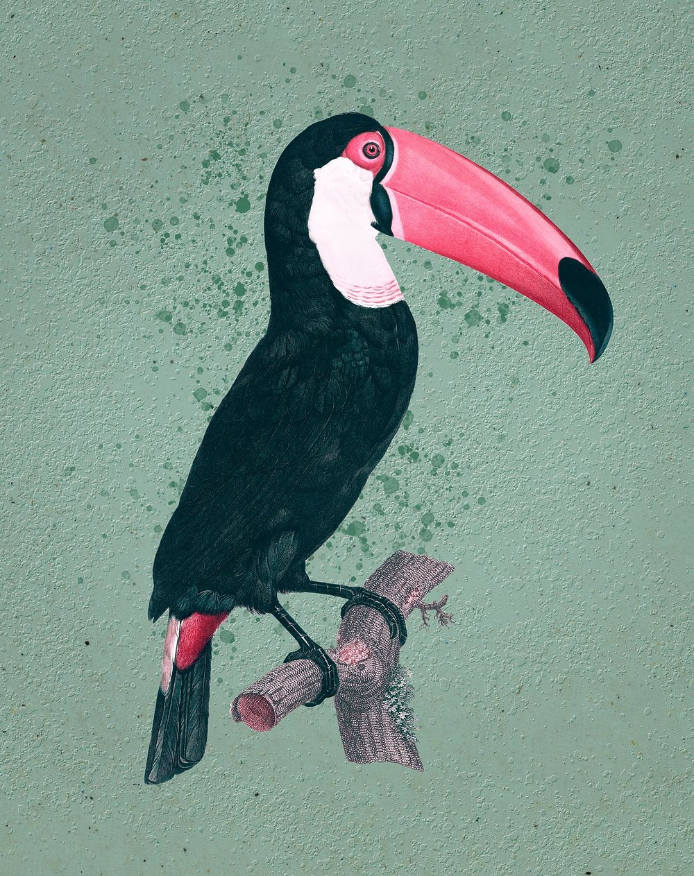 Toco toucan  vintage illustration, remix from original artwork.