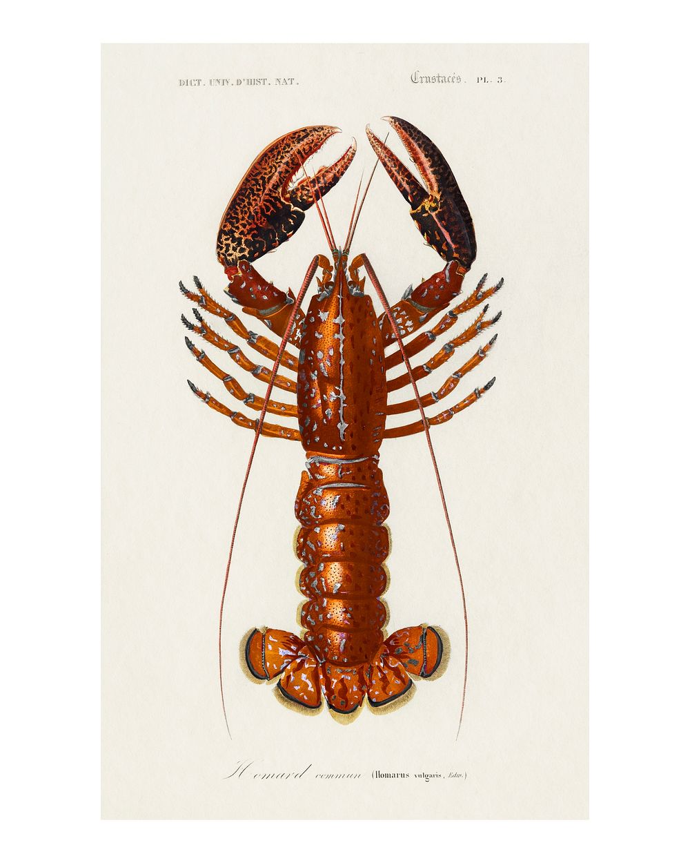 Crimson Crawfish (Palemon Ornatum) vintage wall art print poster design remix from original artwork.