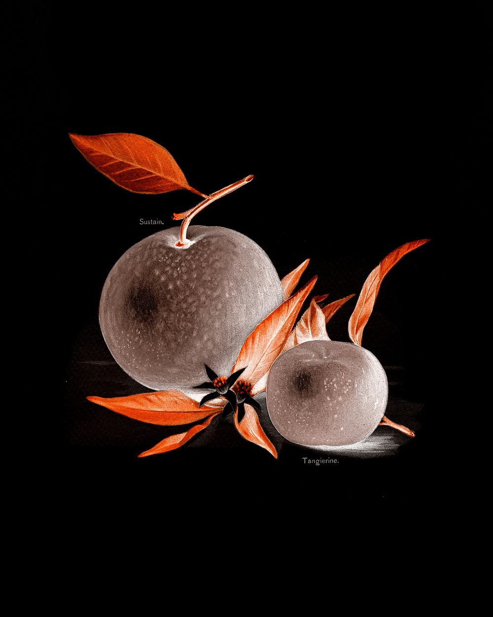 Oranges with negative effect vintage wall art print poster design remix from original artwork.