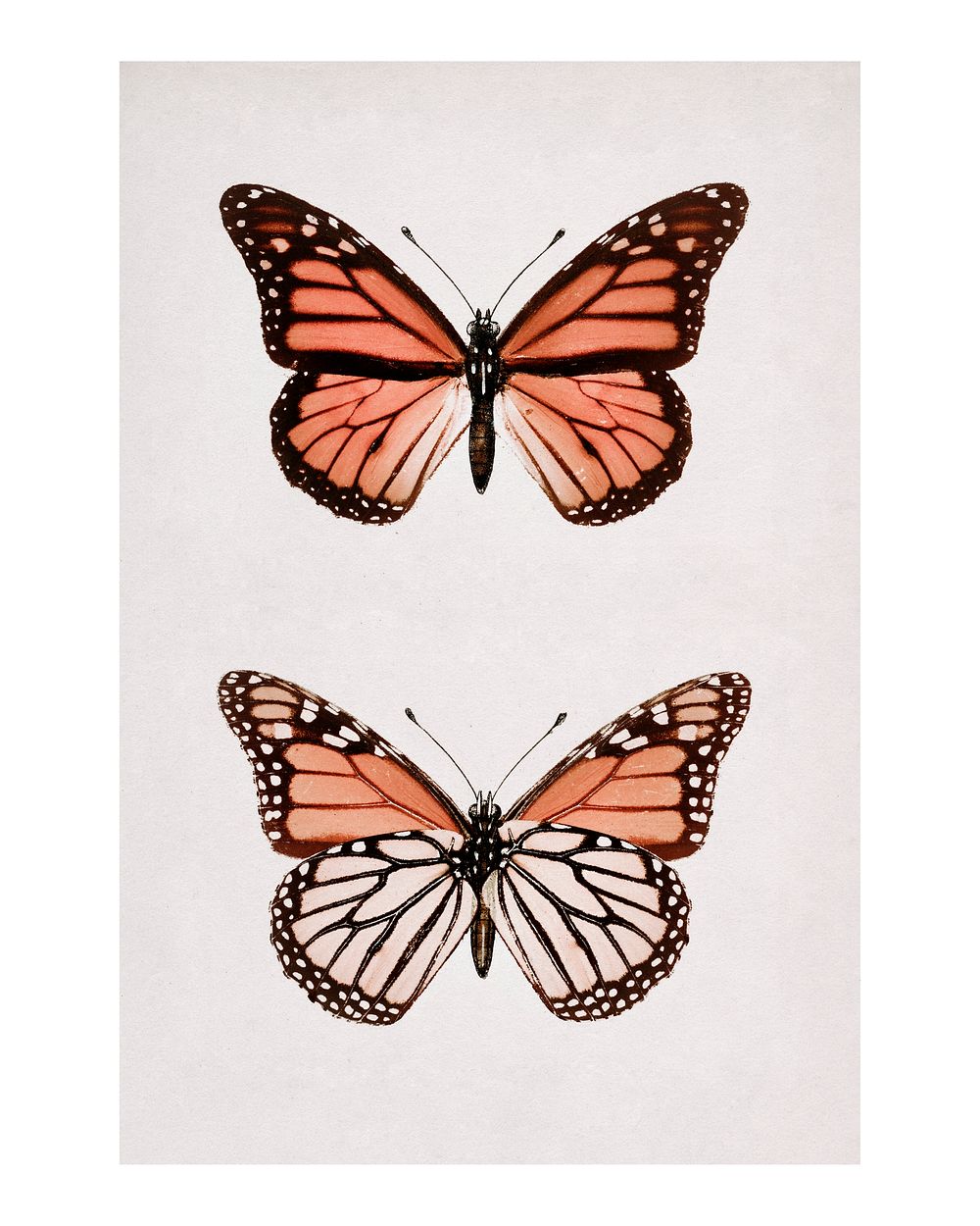 Monarch Butterfly (Danais Archippus) vintage wall art print poster design remix from original artwork by Sherman F. Denton.