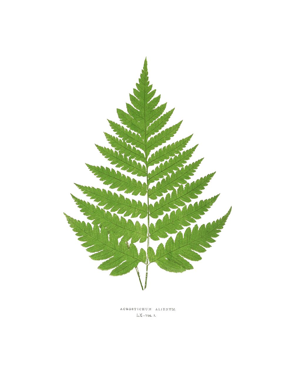 Fern leaf vintage illustration by Edward Joseph Lowe. Digitally enhanced by rawpixel.