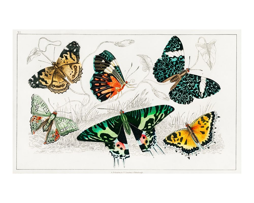 Collection of various butterflies vintage illustration wall art print and poster design remix from the original artwork.