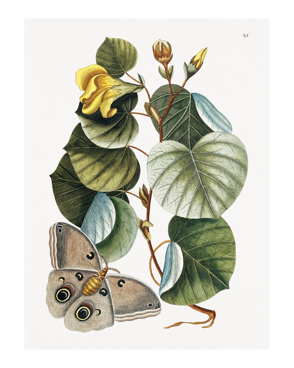 Yellow hibiscus and a moth vintage illustration wall art print and poster design remix from the original artwork by Mark…