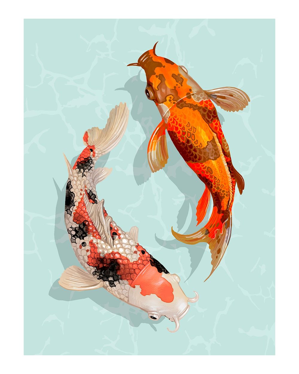 Two Japanese Koi fish swimming illustration wall art print and poster design.