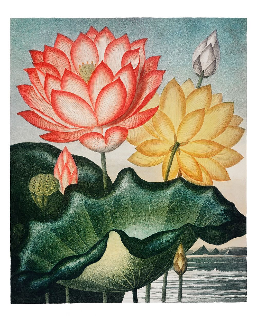 Water lilies vintage illustration wall art print and poster design remix from the original artwork.