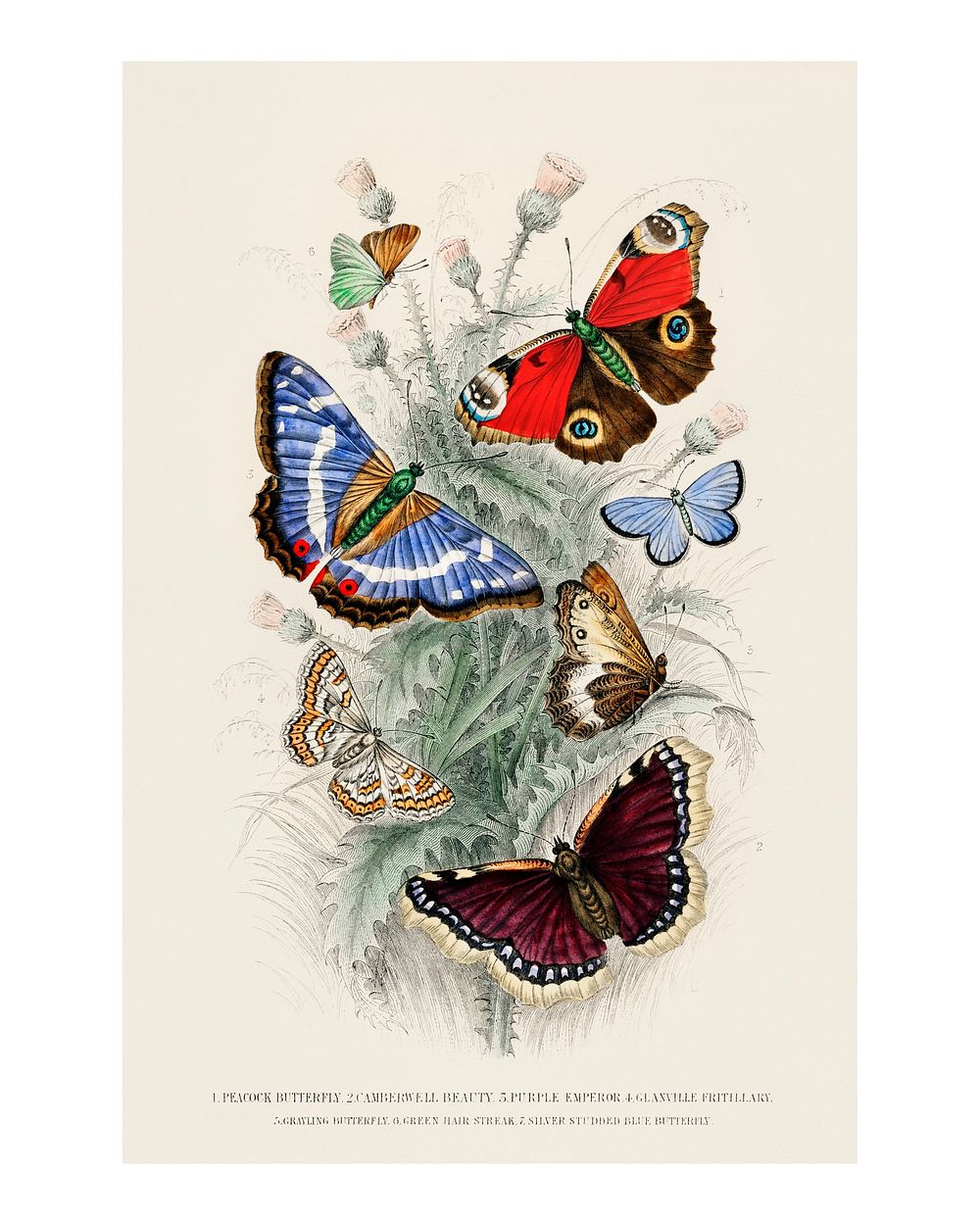 Set of butterflies vintage illustration by Oliver Goldsmith. Digitally enhanced by rawpixel.