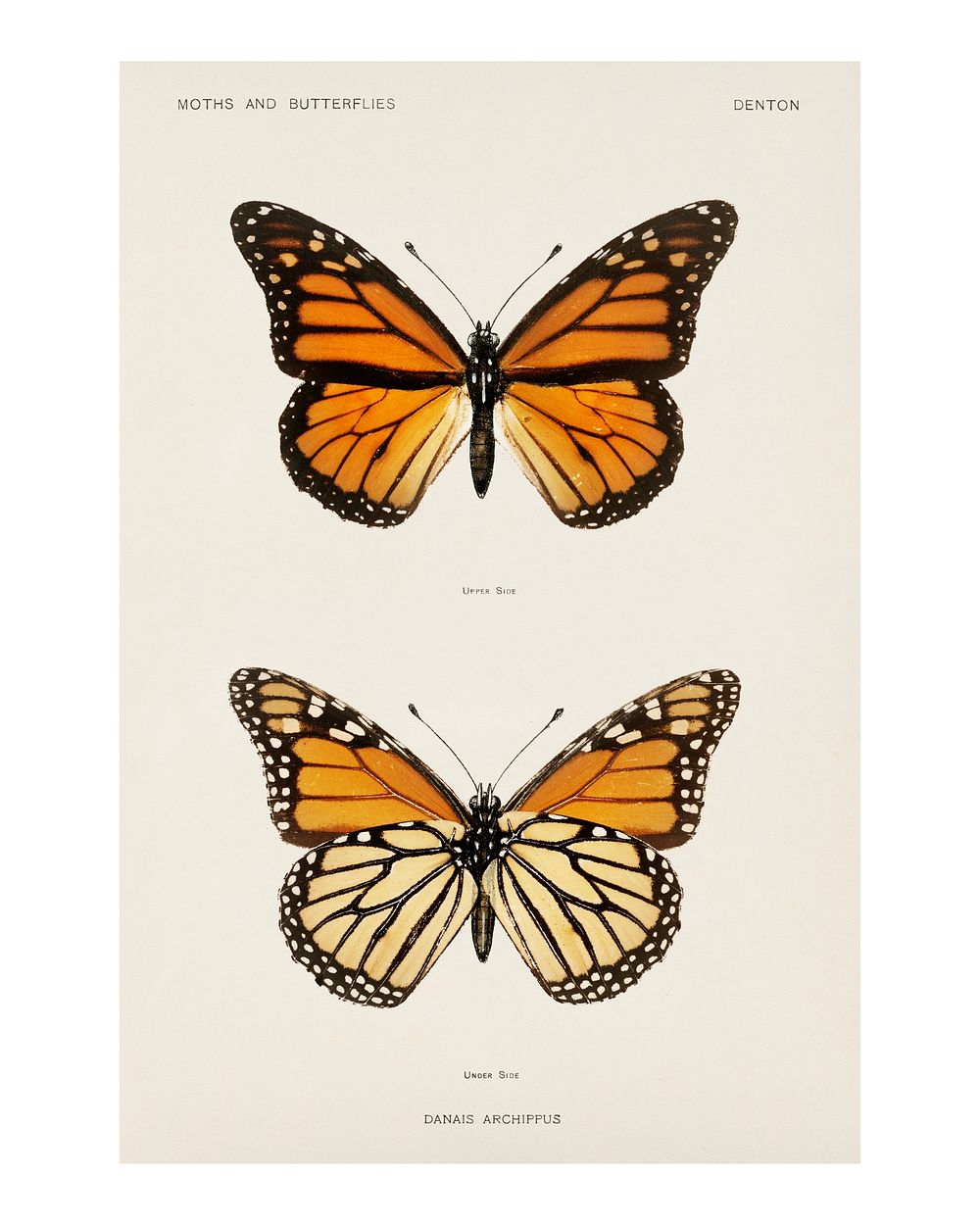 Monarch butterfly vintage illustration by Sherman F. Denton. Digitally enhanced by rawpixel.