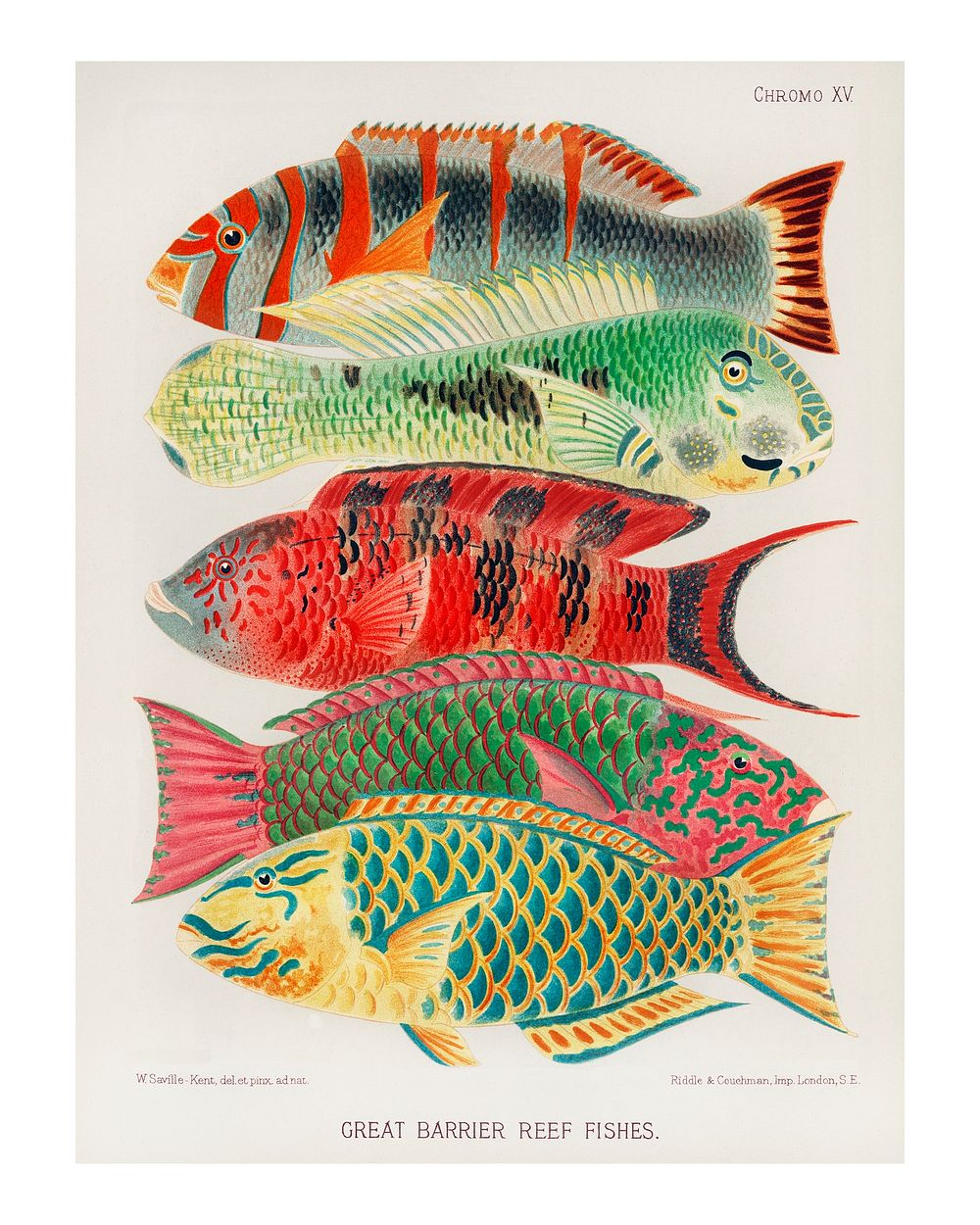 Great Barrier Reef Fishes vintage illustration by William Saville-Kent. Digitally enhanced by rawpixel.