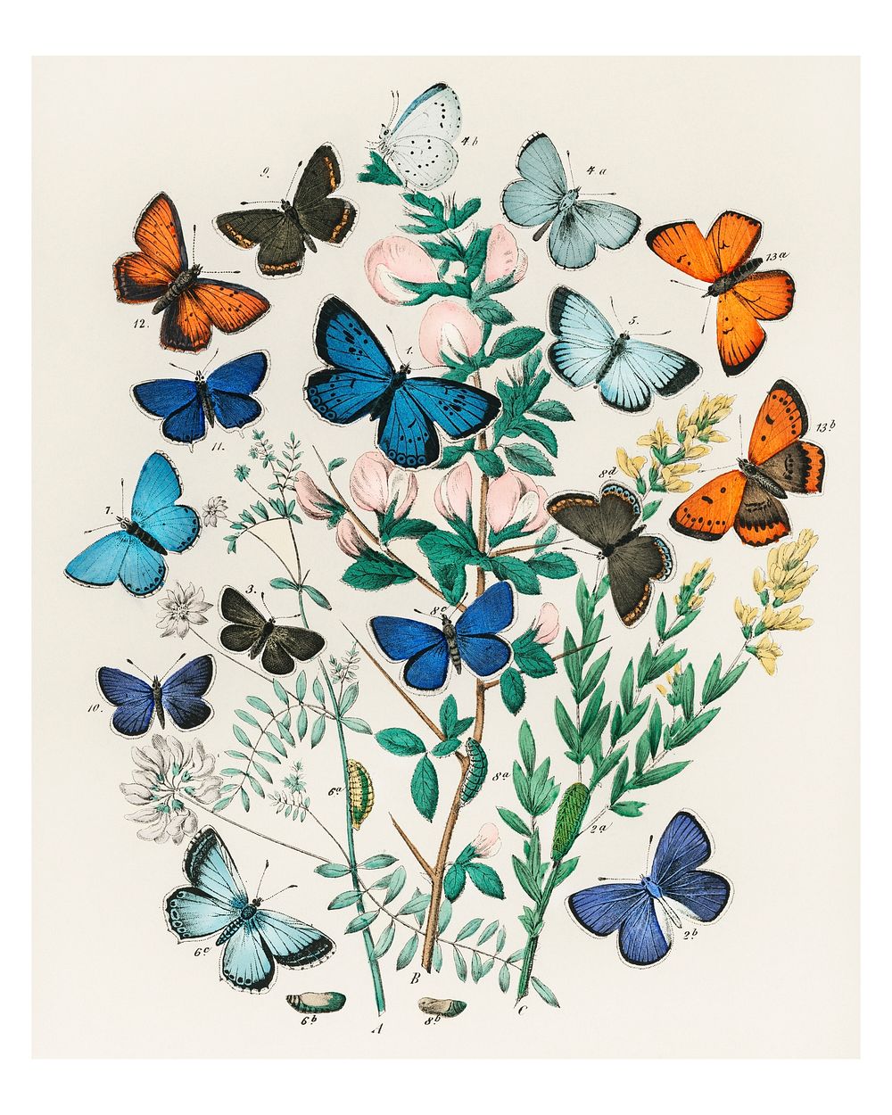 Variation beautiful color butterflies vintage illustration wall art print and poster design remix from original artwork.