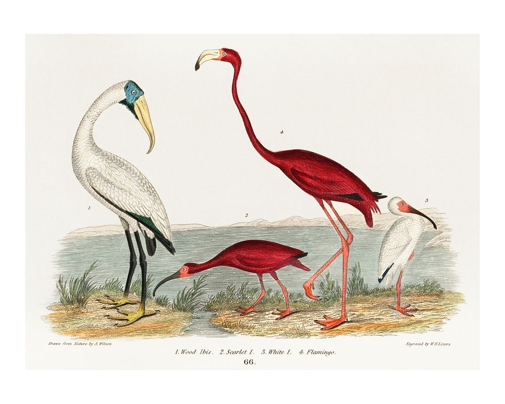 Ibis and scarlet flamingo vintage illustration wall art print and poster design remix from original artwork.