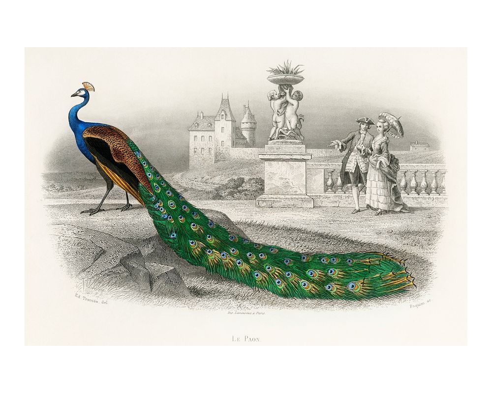 Majestically colored portrait of a peacock vintage illustration wall art print and poster design remix from original artwork.