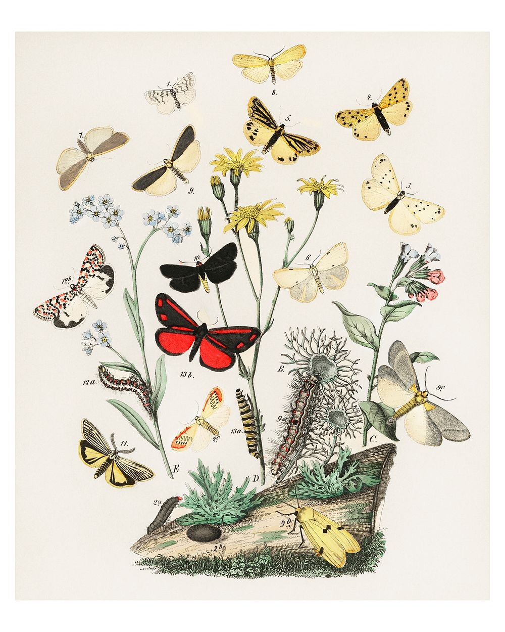 Fluttering butterflies and caterpillars vintage illustration wall art print and poster design remix from original artwork.