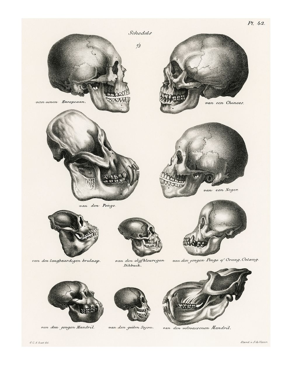 Human monkey and ape skulls vintage illustration wall art print and poster design remix from original artwork.
