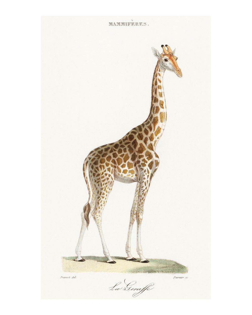 Standing giraffe vintage illustration by Florent Prevos. Digitally enhanced by rawpixel.