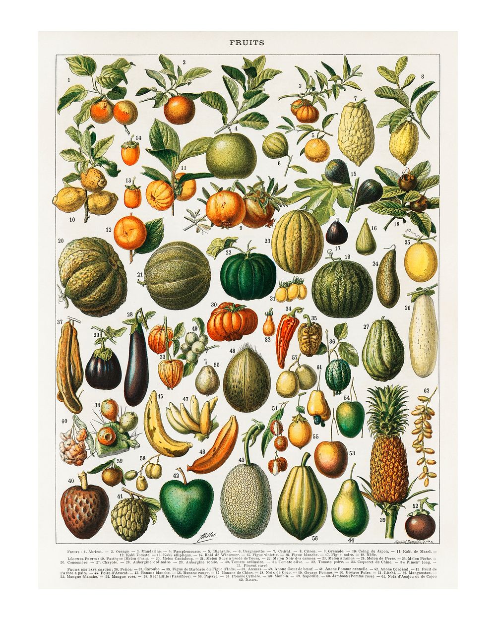 Variety of fruits and vegetables vintage illustration wall art print and poster design remix from original artwork.