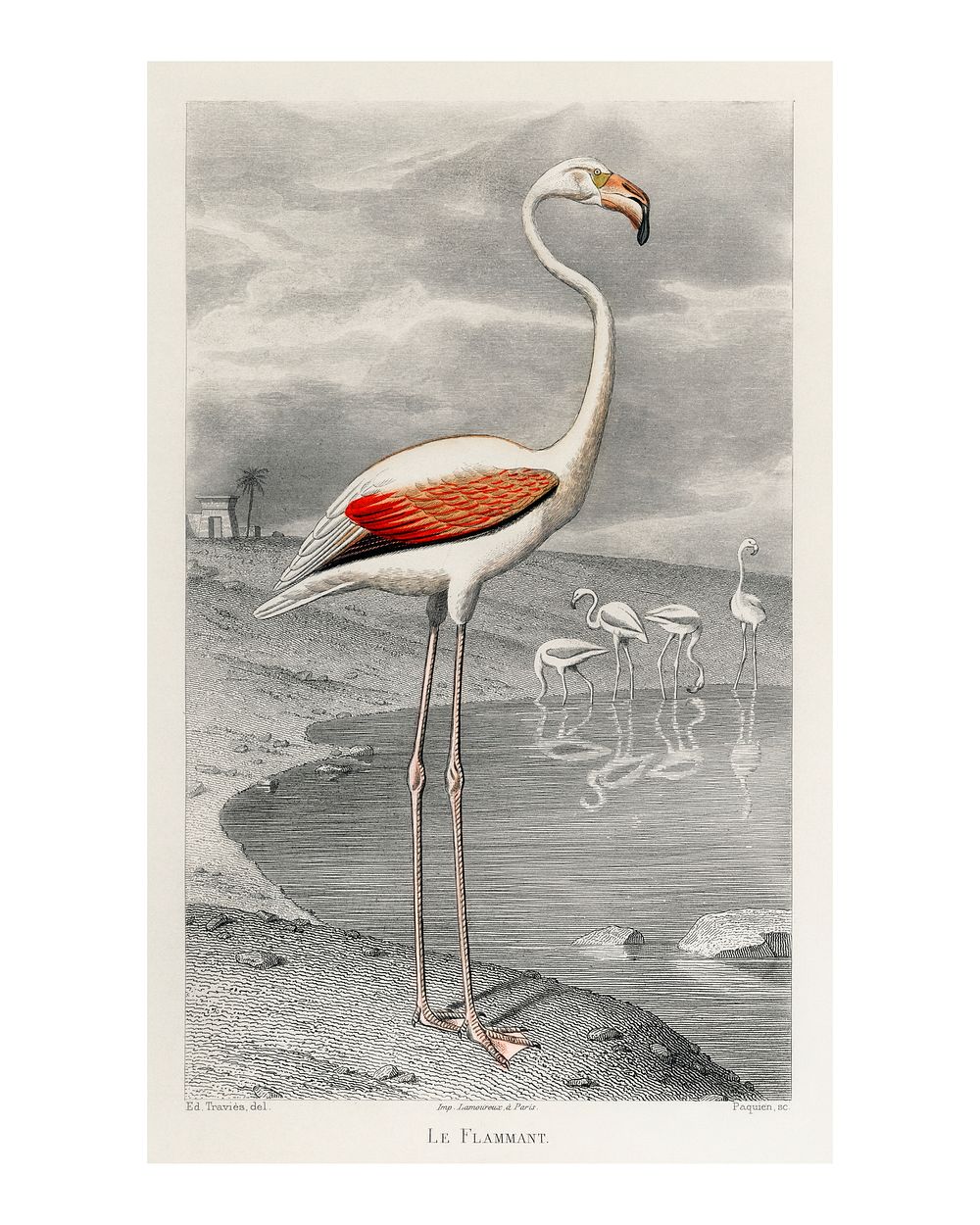 White flamingo in its natural habitat vintage illustration by Edouard Travies Digitally enhanced by rawpixel.