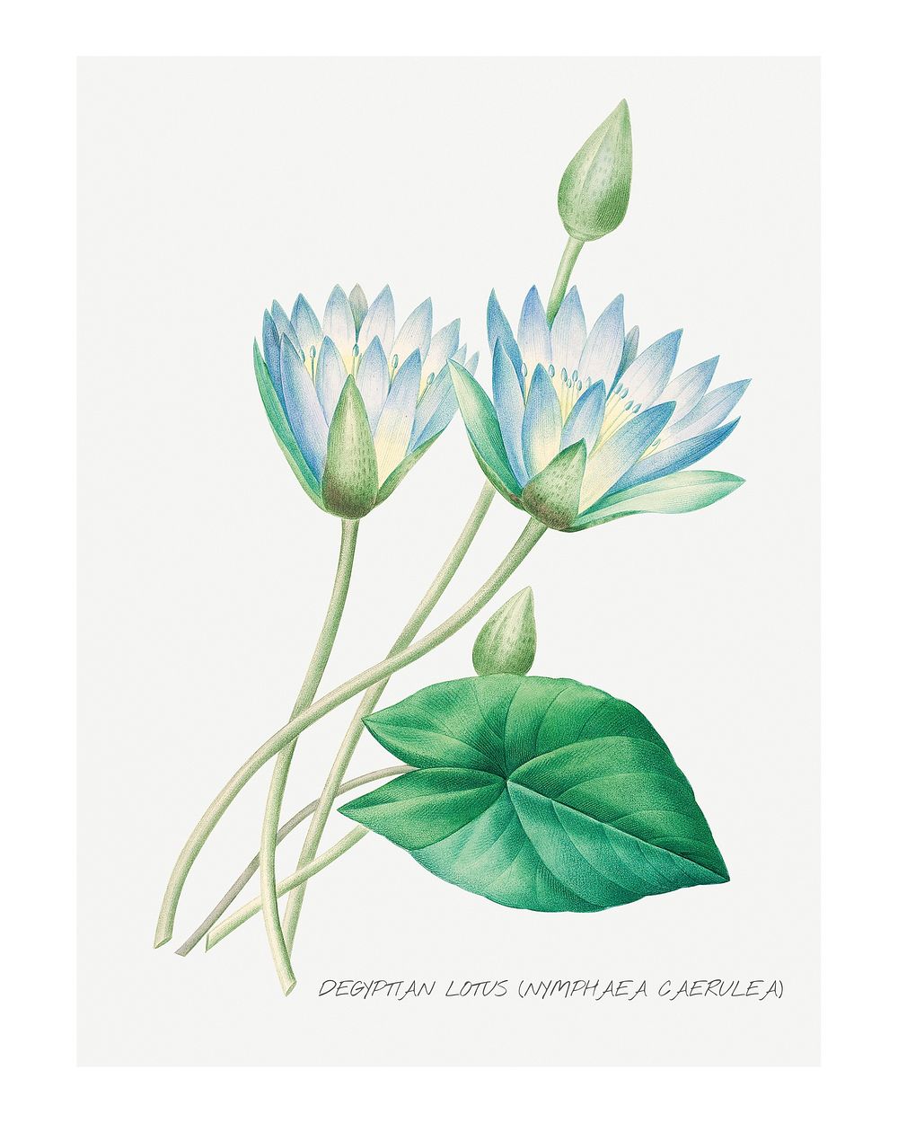 Blue water lily vintage illustration wall art print and poster design remix from original artwork by Pierre-Joseph…