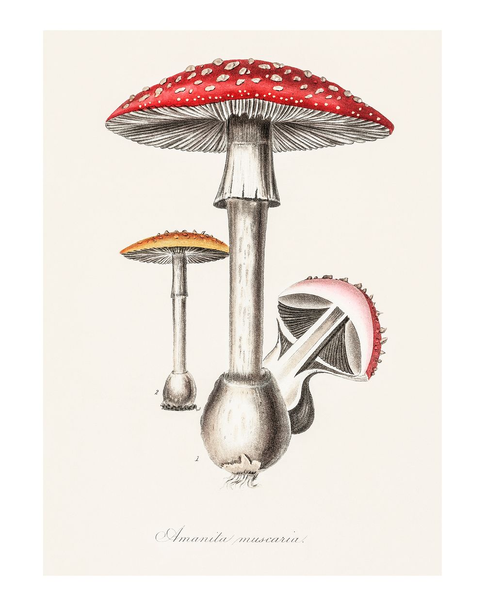 Fly agaric mushroom vintage illustration wall art print and poster design remix from original artwork.