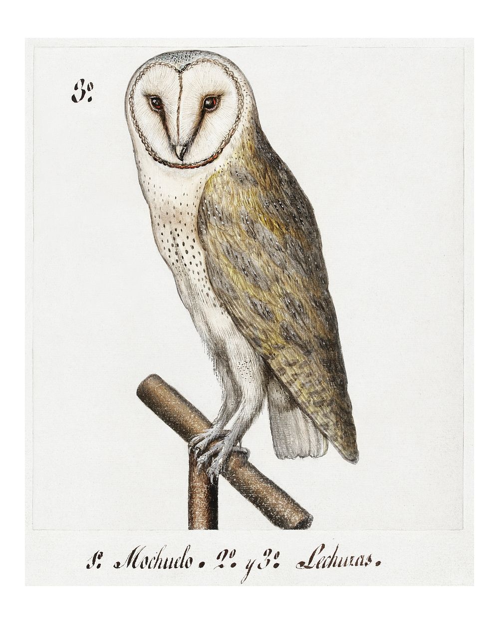Barn owl vintage illustration wall art print and poster design remix from original artwork.
