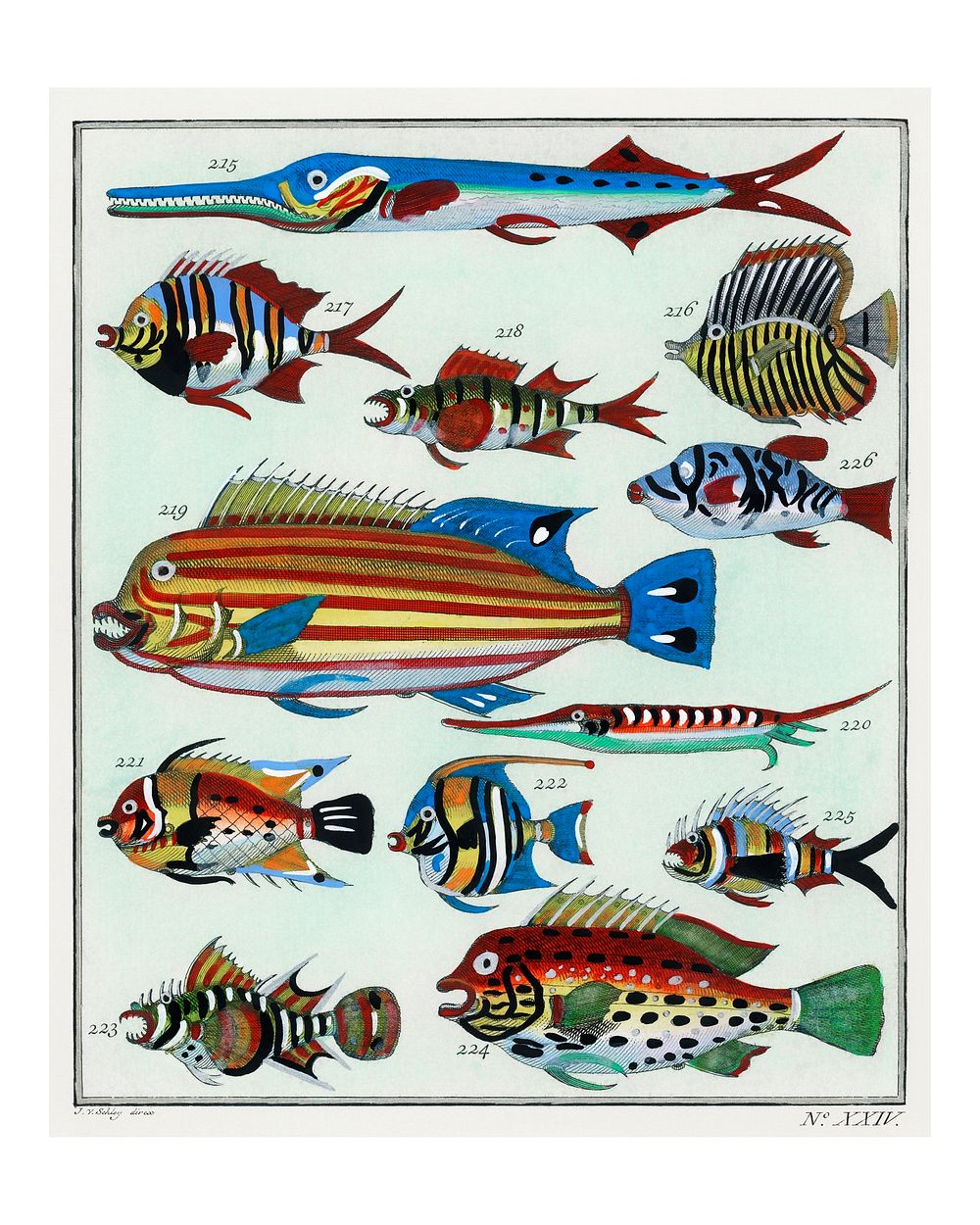 Collage of colorful rare exotic fish vintage illustration wall art print and poster design remix from original artwork.