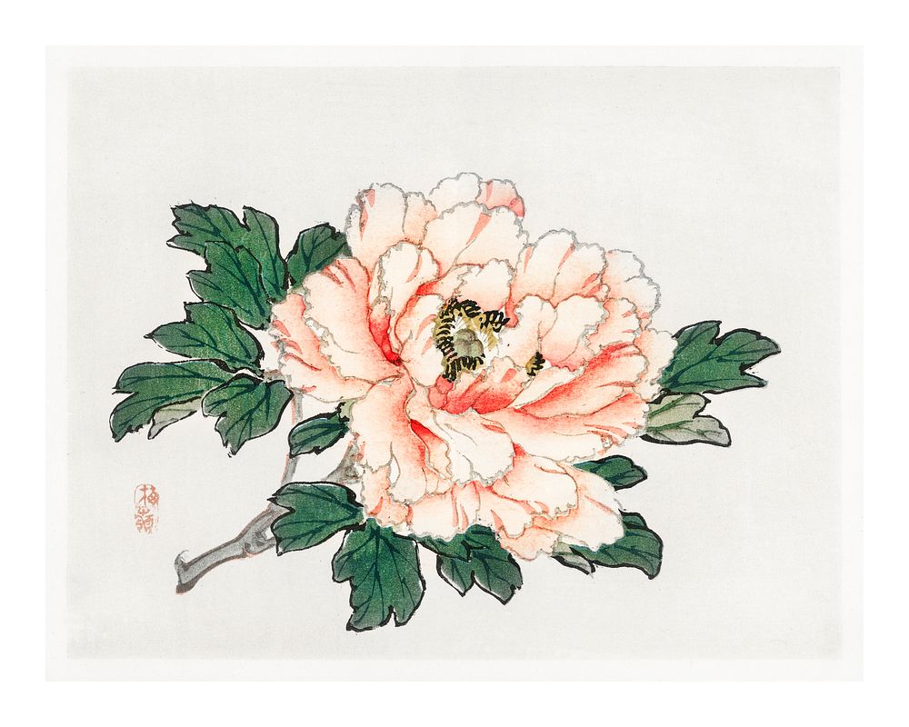 Pink rose vintage illustration wall art print and poster design remix from original artwork by Kōno Bairei. 