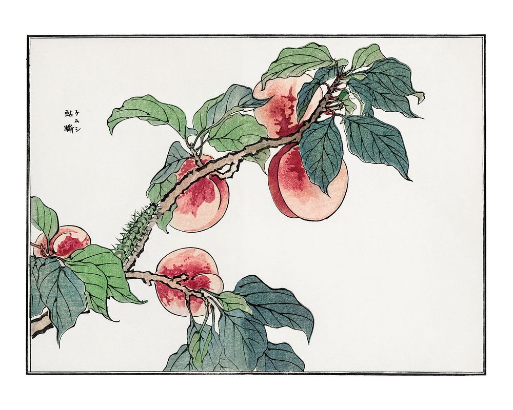 Caterpillar on a peach tree vintage illustration by Morimoto Toko. Digitally enhanced by rawpixel.