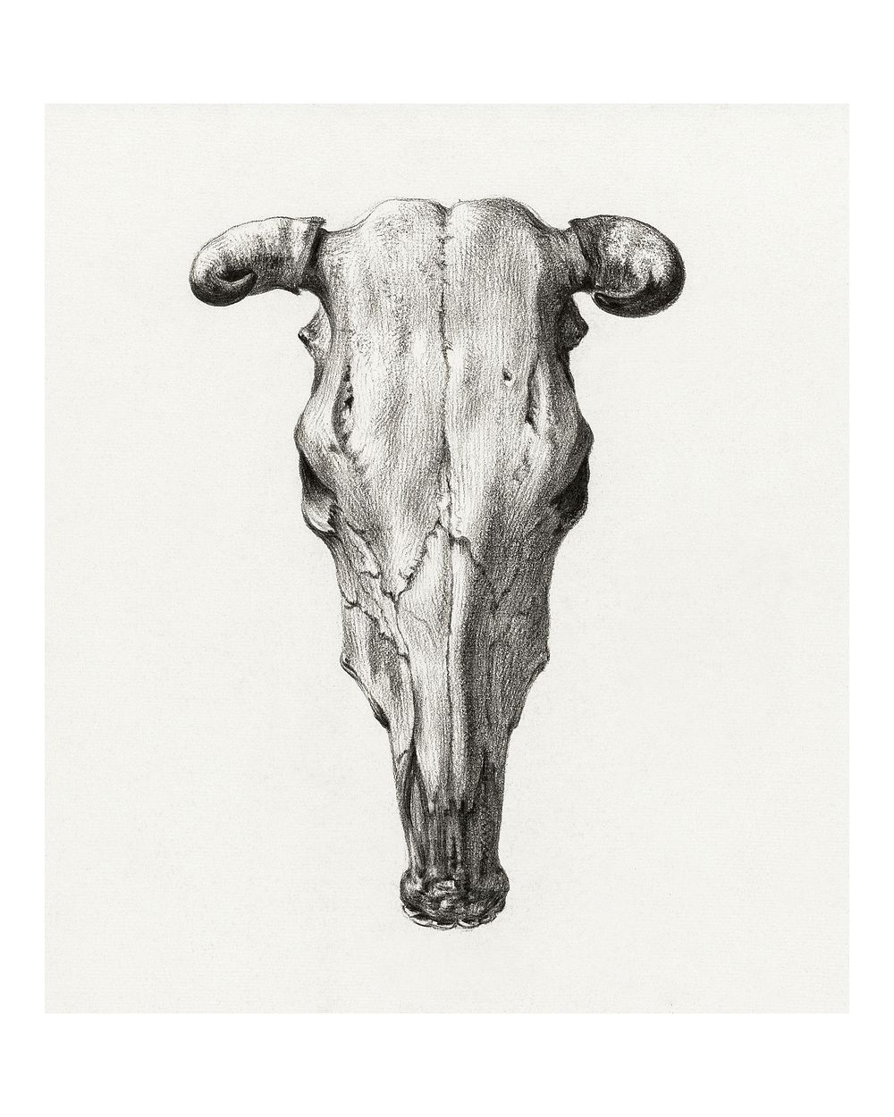 Skull of a cow vintage illustration wall art print and poster design remix from original artwork.