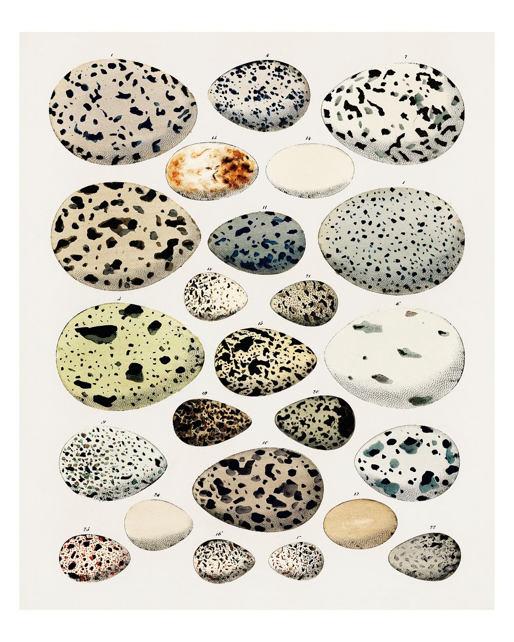 Collection of different eggs of different species of birds vintage illustration by Lorenz Oken.​​​​​ Digitally enhanced by…