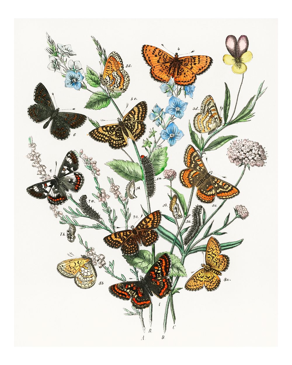 Fluttering butterflies and caterpillars vintage illustration by William Forsell Kirby. Digitally enhanced by rawpixel.
